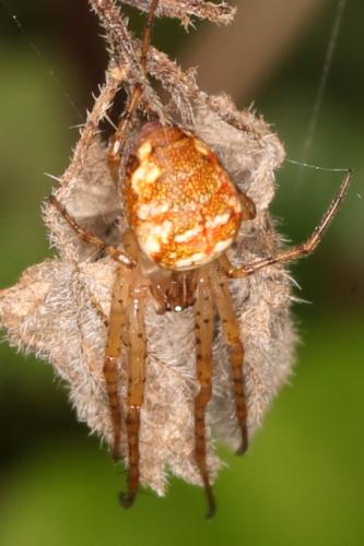 Metellina sp.
